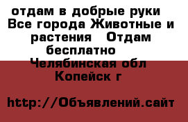 отдам в добрые руки - Все города Животные и растения » Отдам бесплатно   . Челябинская обл.,Копейск г.